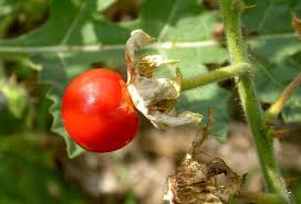 Image result for Solanum sisymbriifolium