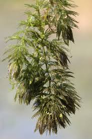 Image result for Ceratophyllaceae