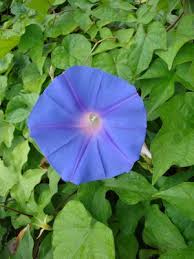 Image result for Ipomoea dichroa