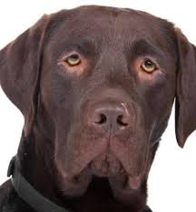 You will find labrador retriever dogs and puppies for adoption in our michigan listings. 33 Labrador Mixed Breeds Lovable Lab Mixes With Lifelong Loyalty