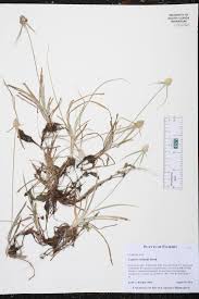 Image result for Cyphia richardsiae