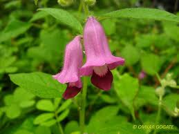 Image result for Pedaliaceae