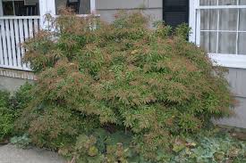 Whatever you call them, deer are exciting to see. Landscape Plants Rated By Deer Resistance Rutgers Njaes