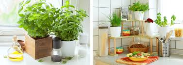 How to grow herbs indoors. How To Grow Herbs Indoors Summerwinds Az