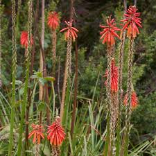 Image result for Uvaria schweinfurthii