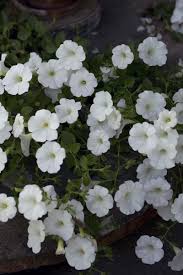 Petunien hangepetunien petunia pflege und uberwintern. Petunien Auf Der Fensterbank Vorziehen Freudengarten