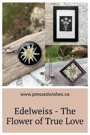 Pin On Pressed Wishes Botanical Art
