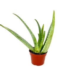 Image result for Aloe