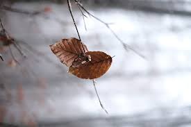 We have now placed twitpic in an archived state. Hd Wallpaper Leaf Autumn Rain Together Gray Nature Sad Romantic Natural Wallpaper Flare