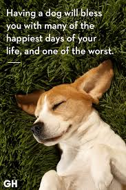 Just click the edit page button at the bottom of the page or learn more in the quotes submission guide. 30 Dog Quotes That Every Animal Lover Will Relate To Best Dog Quotes