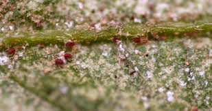 Seem to have quite an advanced problem with spidermites with some leaf damage. Where Do Spider Mites Come From And How To Kill Them