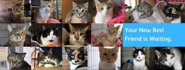 Fostering kittens is a wonderful and helpful thing to do. Ct Cat Connection Home Facebook