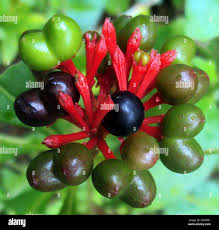 Image result for Rauvolfia mombasiana