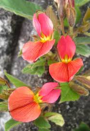 Image result for Rhynchosia albissima