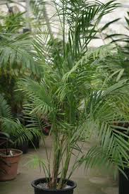 Cabbage palm — noun 1. Palms As House Plants Culture Of Palm Houseplants The Best Palms For Indoor Growing