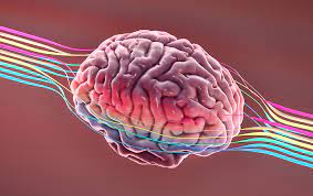 Didattica, orientamento, stage, mobilità internazionale, notizie. Psicologia E De Humanas Ou De Biologicas Guia Do Estudante