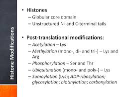 In this open chromatin conformation, called euchromatin. Eh298 Lecture 2 Histone Modifications Ppt Download