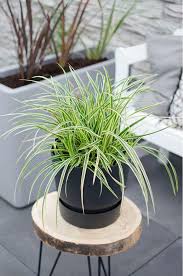 Image result for Carex mannii