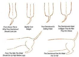 To Chart Dachshund Weight Is Very Simple Use The Picture