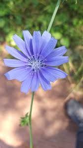 Image result for Cichorium