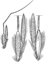 Image result for Hyparrhenia rufa