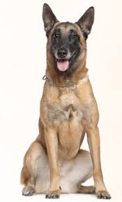 The malinois is extensively used in protection and law enforcement for crime and police tasks like detecting odors of explosives, drugs, tracking criminals, in search works and rescue missions etc. Belgian Malinois
