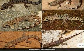 Prince philip is currently 99 years old. Biodiversity Hotspot 6 New Lizard Species Discovered In Western Ghats