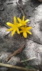 Image result for Curculigo pilosa