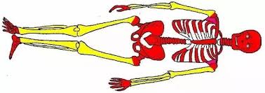 Marrow cavities in all the bones of newborn mammals contain active hematopoietic tissue, known as red bone marrow. How Do Red Bone Marrow And Yellow Bone Marrow Differ In Composition And Function Quora