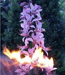 Dictamnus Albus Brennender Busch 1 Pflanze Diptam Pflanzen Brennender Busch Garten