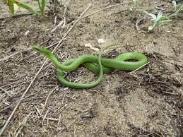 1200px Smooth Green Snake Opheodrys Vernalis Jpg 1200 900 Green Snake Snake Snake Photos