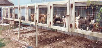 At happy tails, we are proud of our unique and interactive toys, creative beds, and healthy treats. These Photos From Puppy Mills Prove Without Doubt You Should Always Adopt Not Shop For Pets One Green Planet