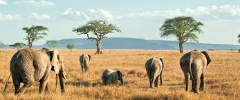 Recently, the tanzanian government put 6,425 acres of forest land under protection. Tanzania Nature Tanzania Applauds Jpm Set To Advance Tourism Travel News East Africa