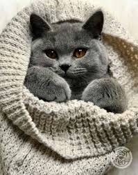 Cats And Kittens Grey British Shorthair 35 Ideas Cats Kittens Cutest Cats And Kittens