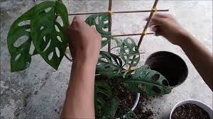 Repotting My Monstera Adansonii November 2018 Youtube