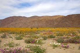 How do flowers bloom in the spring? this question came from yahya, a 1st year from the us. Desert Wildflowers When Will They Bloom Desertusa
