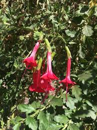 Image result for Cantua