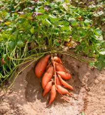 Sweet potatoes are a perennial vine that covers the ground and are usually grown from slips, which are sprouts that are grown once harvested, raw sweet potatoes last around one to two weeks at normal room temperature, and up to a month if stored in a cool dark place. Sweet Potato Recipes For Breakfast Lunch Dinner And Dessert Growing Vegetables Veggie Garden Growing Sweet Potatoes