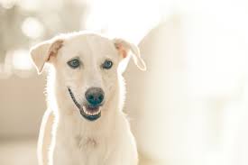 Learn more about pet teeth we're here for love, health, and pet dental care. Pet Dental Care In Delray Beach Fl West Delray Veterinary