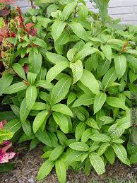 Image result for Sanchezia