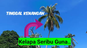 (a) isirung kelapa sawit (b) minyak isirung kelapa sawit (c) minyak sawit mentah. Kegunaan Pokok Kelapa Sawit Bina Ayat Kelapa Sawit
