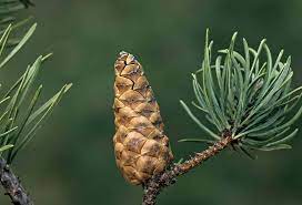 Jack pine may be more tolerant in the seedling stage and often requires some shade on dry sites to reduce surface temperatures and evapotranspiration. How To Grow And Care For Jack Pine Trees
