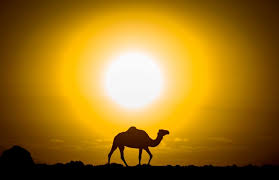 Finally, the last faithful servant takes a chance and looks for a promised oasis ahead. Saudi Gazette Home Page