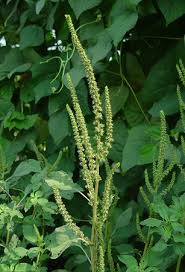 Image result for Amaranthus hybridus