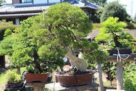 We also have japanese garden supplies and specialize in designing & installing japanese garden landscapes for residential & commercial properties. Juniperus Bonsai Care Bonsaischule Wenddorf