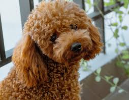 Image result for poodle