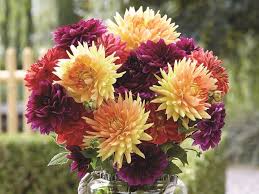 We did not find results for: From Garden To Bouquet Growing Your Own Cut Flowers