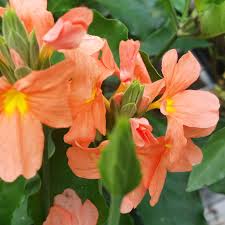Image result for Crossandra fruticulosa