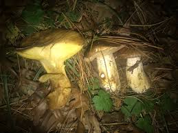 Image result for Suillus weaverae