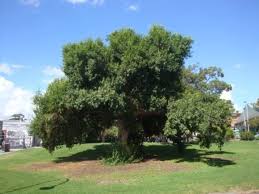 Image result for Combretum